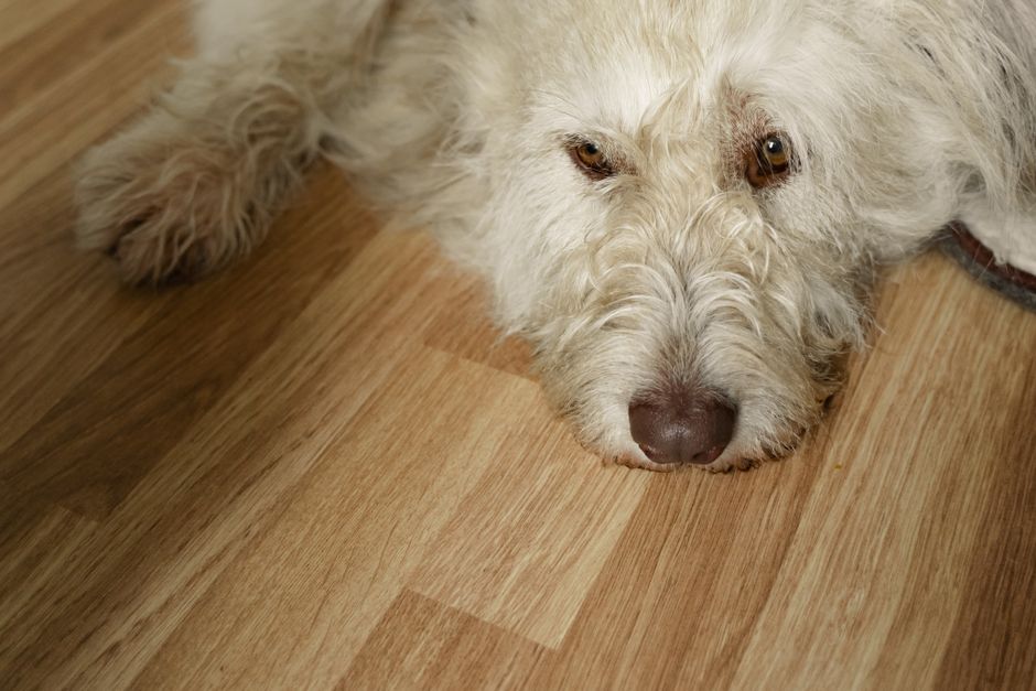 Best Flooring for Pets in Colorado Homes — Photo by Yaroslav Shuraev on Pexels